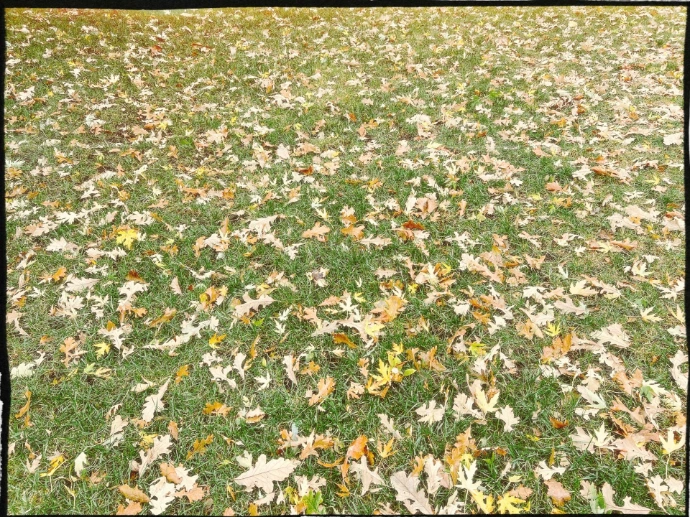 Fallen autumn leaves scattered across green grass.